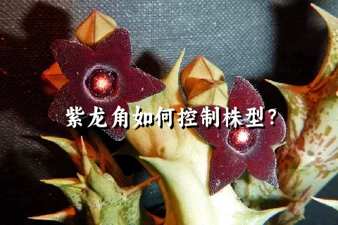 紫龙角如何控制株型？