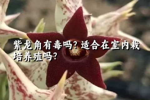 紫龙角有毒吗？适合在室内栽培养殖吗？