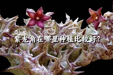 紫龙角在哪里种植比较好？