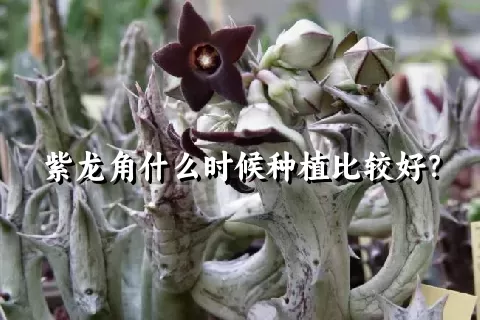 紫龙角什么时候种植比较好？