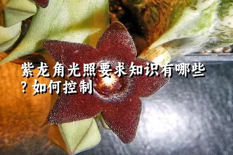 紫龙角光照要求知识有哪些？如何控制