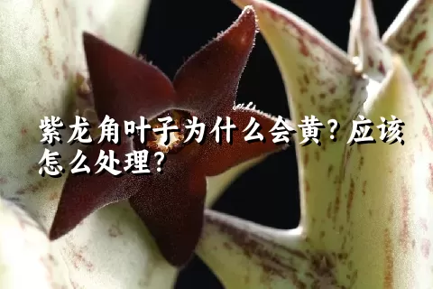 紫龙角叶子为什么会黄？应该怎么处理？