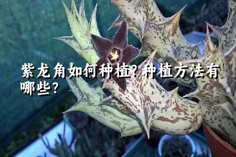 紫龙角如何种植？种植方法有哪些？