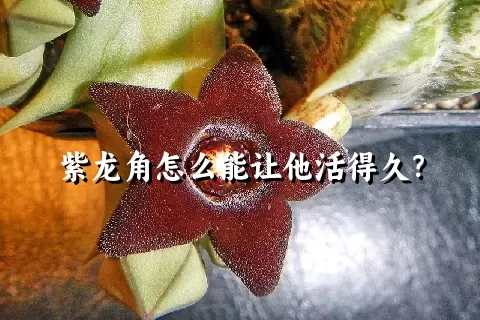 紫龙角怎么能让他活得久？