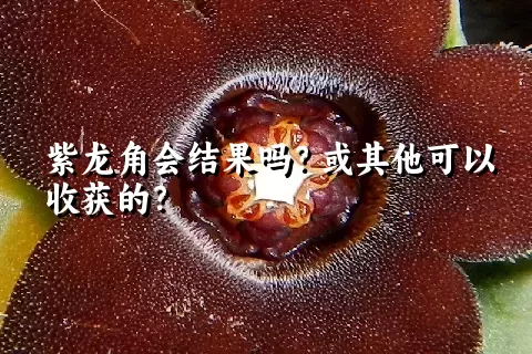 紫龙角会结果吗？或其他可以收获的？