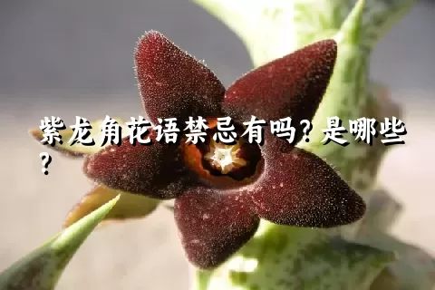 紫龙角花语禁忌有吗？是哪些？