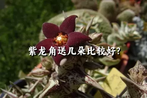 紫龙角送几朵比较好？