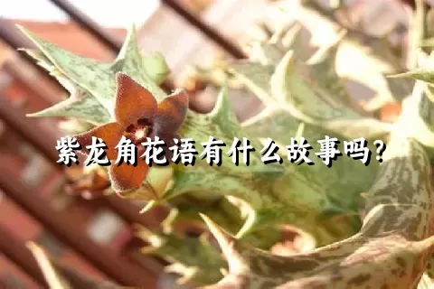 紫龙角花语有什么故事吗？