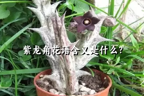 紫龙角花语含义是什么？