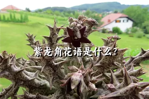 紫龙角花语是什么？