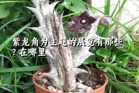 紫龙角为主题的展览有那些？在哪里