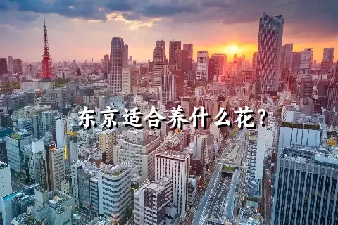 东京适合养什么花？