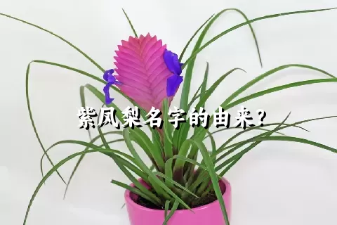 紫凤梨名字的由来？