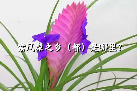 紫凤梨之乡（都）是哪里？