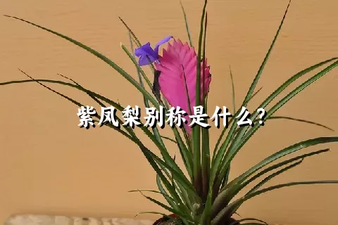 紫凤梨别称是什么？