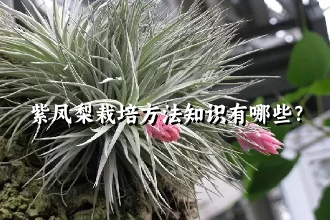 紫凤梨栽培方法知识有哪些？