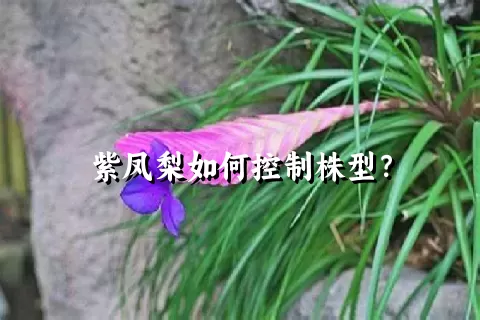 紫凤梨如何控制株型？