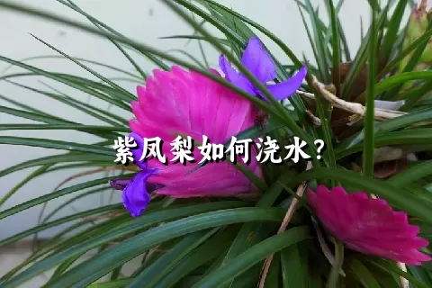 紫凤梨如何浇水？