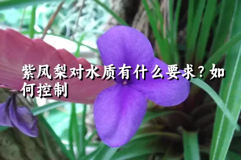 紫凤梨对水质有什么要求？如何控制