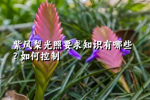 紫凤梨光照要求知识有哪些？如何控制