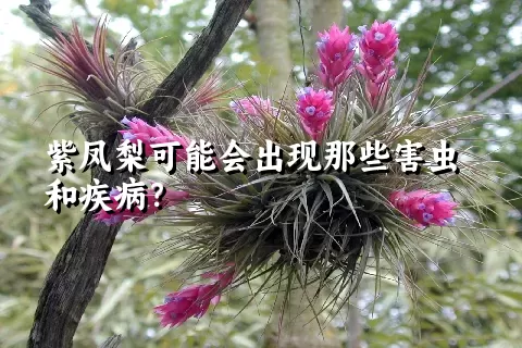 紫凤梨可能会出现那些害虫和疾病？