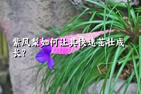 紫凤梨如何让其快速茁壮成长？