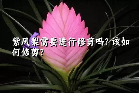 紫凤梨需要进行修剪吗？该如何修剪？