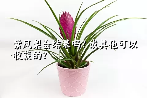 紫凤梨会结果吗？或其他可以收获的？