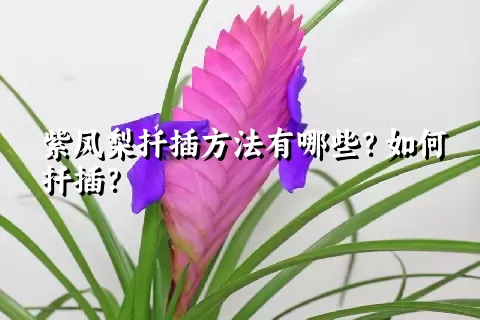 紫凤梨扦插方法有哪些？如何扦插？