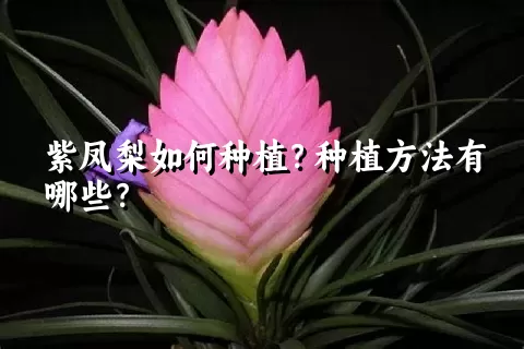 紫凤梨如何种植？种植方法有哪些？