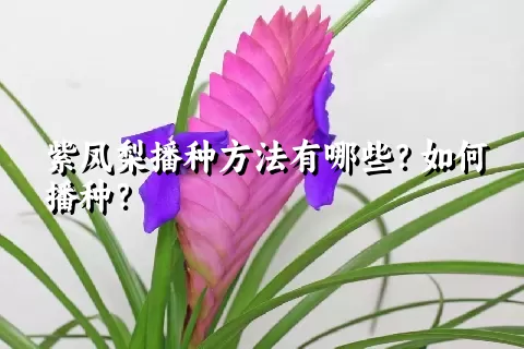 紫凤梨播种方法有哪些？如何播种？