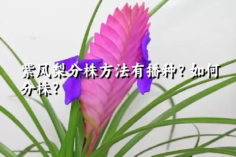 紫凤梨分株方法有播种？如何分株？