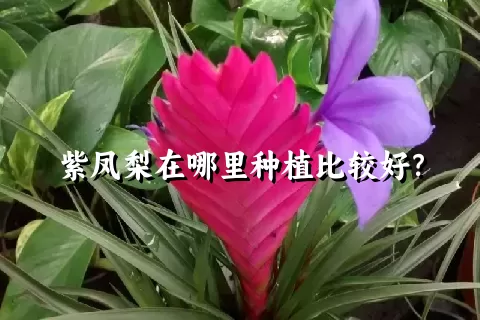 紫凤梨在哪里种植比较好？