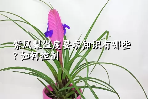 紫凤梨温度要求知识有哪些？如何控制