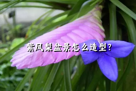 紫凤梨盆景怎么造型？