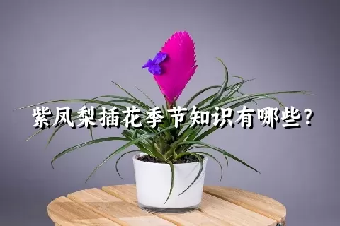 紫凤梨插花季节知识有哪些？