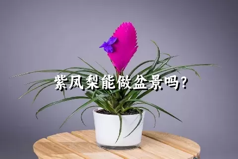 紫凤梨能做盆景吗？