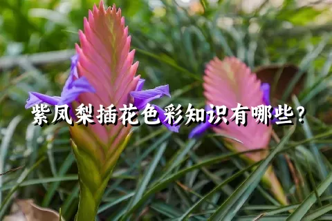 紫凤梨插花色彩知识有哪些？