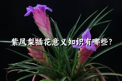 紫凤梨插花意义知识有哪些？