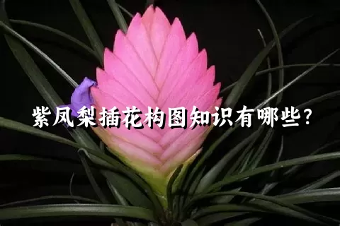 紫凤梨插花构图知识有哪些？