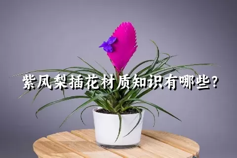 紫凤梨插花材质知识有哪些？