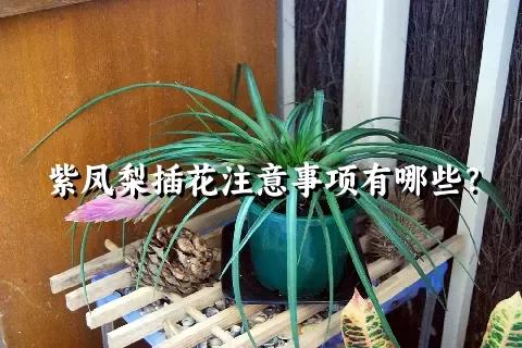 紫凤梨插花注意事项有哪些？