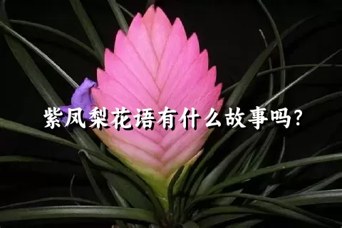 紫凤梨花语有什么故事吗？