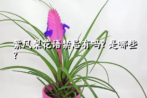 紫凤梨花语禁忌有吗？是哪些？