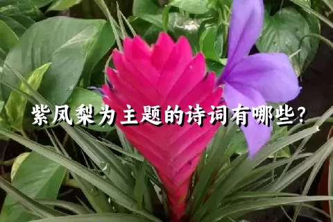 紫凤梨为主题的诗词有哪些？