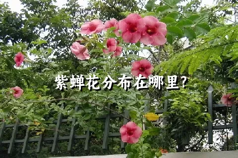 紫蝉花分布在哪里?