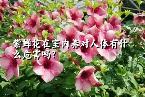 紫蝉花在室内养对人体有什么危害吗？