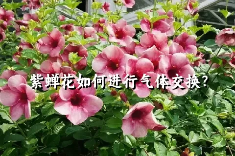 紫蝉花如何进行气体交换？