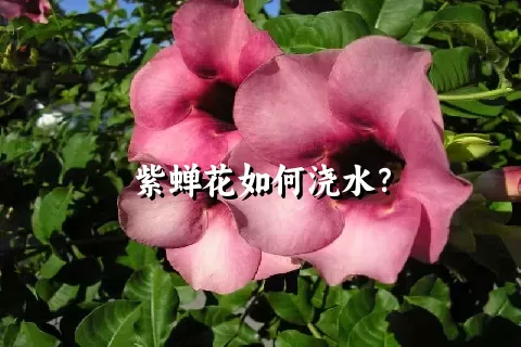 紫蝉花如何浇水？