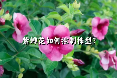 紫蝉花如何控制株型？